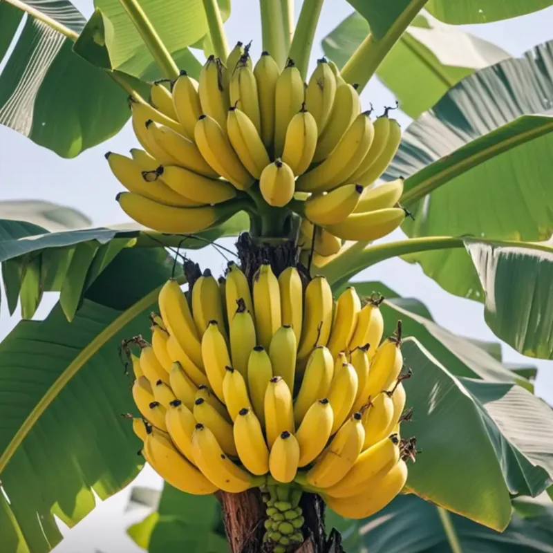 Banana Tree Starter, Live Banana Plant 5 Inches Height Bareroot, Fruit Tree Live Plant