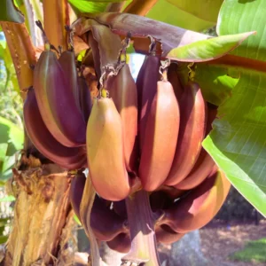 Banana Tree Starter, Live Banana Plant 5 Inches Height Bareroot, Fruit Tree Live Plant