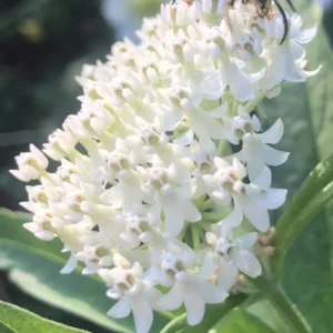 2 Milkweed Plants 4 to 7 Inches Height, Live Milkweed To Plant In Garden, Flowering Plants Live