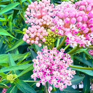 2 Milkweed Plants 4 to 7 Inches Height, Live Milkweed To Plant In Garden, Flowering Plants Live