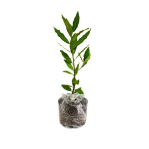 Bay Leaf Plant for Planting, Bay Laurel Laurus Nobilis, Bay Leaves Plant Live, Sweet Bay Tree Live Plant 4" to 7" Tall