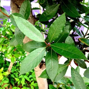 Bay Leaf Plant for Planting, Bay Laurel Laurus Nobilis, Bay Leaves Plant Live, Sweet Bay Tree Live Plant 4" to 7" Tall