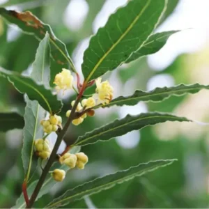 Bay Leaf Plant for Planting, Bay Laurel Laurus Nobilis, Bay Leaves Plant Live, Sweet Bay Tree Live Plant 4