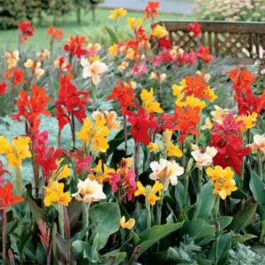3 Canna Lily Bulbs, Mixed Canna Lily Plants for Planting, Canna Lily Flower Plant Live, 4" to 7" Tall