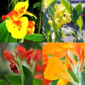 3 Canna Lily Bulbs, Mixed Canna Lily Plants for Planting, Canna Lily Flower Plant Live, 4" to 7" Tall