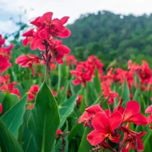 3 Canna Lily Bulbs, Mixed Canna Lily Plants for Planting, Canna Lily Flower Plant Live, 4