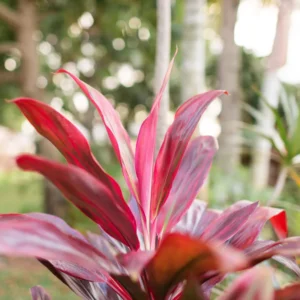 2 Cordyline Plants, Red Ti Leaf Plants Live, Red Sister Ti Plant, 4