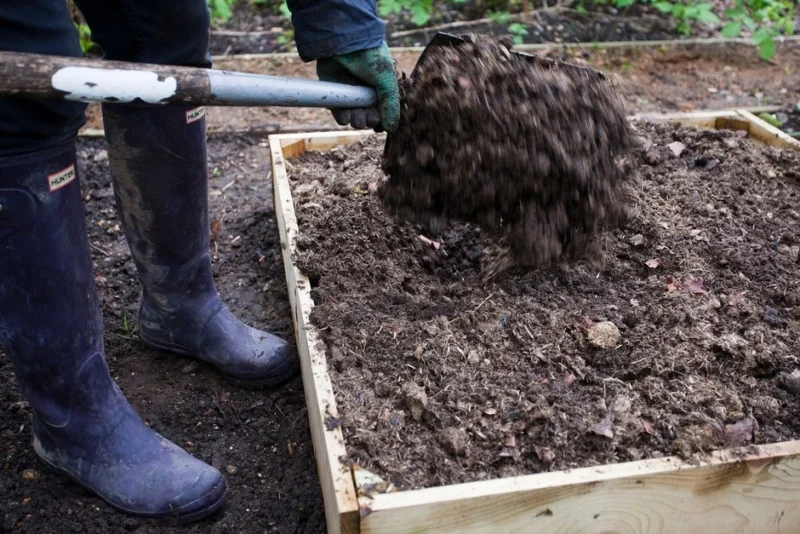 Dig Manure into Vegetable Beds