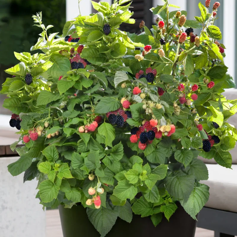 Sweetie Pie Blackberry plants in pot with plenty of fruits