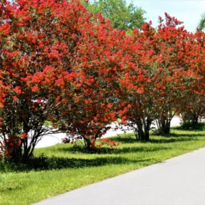 Red Crepe Myrtle Tree, Red Crape Myrtle Plant Live, Size 8-15 Inch Tall, in Quart Pot