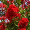 Red Crepe Myrtle Tree, Red Crape Myrtle Plant Live, Size 8-15 Inch Tall, in Quart Pot