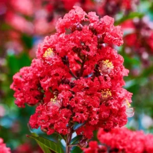 Red Crape Myrtle Plant Live, Hardy Crepe Myrtle Tree in Quart Pot, 8-15 Inch Tall, Ornamental Crepe Myrtle Flowering Ideal for Gardens and Yards