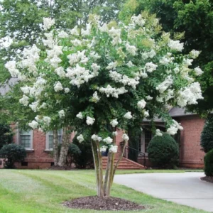 2-Pack Assorted Crape Myrtle Trees – Hardy Crepe Myrtle Plants - Size 18-24 Inch Ornamental Plants in Quart Pot, Beautiful Myrtle Flower Bushes
