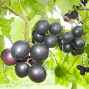 1 Muscadine Grape Vine, Grape Plant Live, Hardy Grape Fruit Tree, Potted in 4-Inch Container for Backyard Gardening