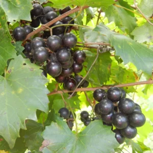 1 Muscadine Grape Vine, Grape Plant Live, Hardy Grape Fruit Tree, Potted in 4-Inch Container for Backyard Gardening