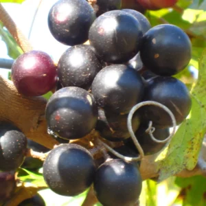 2 Muscadine Grape Vine, Grape Plants Live, Hardy Grape Fruit Trees, in 4 Inch Pot for Fruit Growing, Landscaping, and Outdoor Spaces