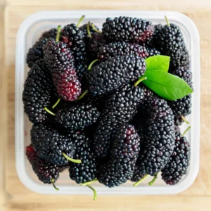 2 Dwarf Mulberry Plants Live, Fast-Growing 6-10 Inch Tall Mulberry Trees for Sweet Fruit Harvest, Ideal for Gardens, in 3.5-Inch Pots