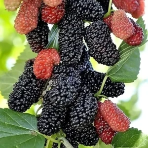 3 Dwarf Mulberry Plants Live, in 3.5 Inch Pot, 6-10 Inch Tall, Sweet Mulberry Fruit Trees for Planting, Mulberries Seedlings