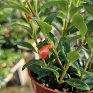 Goldfish Plant Live in 2 Inch Pot, Tropical Goldfish Hybrid Plant