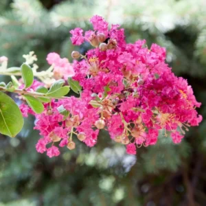 Crepe Myrtle Tree, 18-24 Inch Tall, Ornamental Crape Myrtle Plant Live, in Quart Pot, Fragrant Myrtle Flowers Bush Shrub