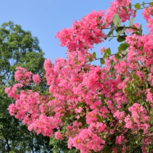 Crepe Myrtle Tree, 18-24 Inch Tall, Ornamental Crape Myrtle Plant Live, in Quart Pot, Fragrant Myrtle Flowers Bush Shrub