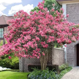 Crepe Myrtle Tree, 18-24 Inch Tall, Ornamental Crape Myrtle Plant Live, in Quart Pot, Fragrant Myrtle Flowers Bush Shrub