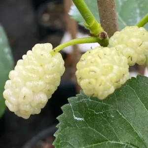 Set of 2 White Mulberry Plants Live Bareroots, Sweet Mulberry Fruit Trees for Planting, Mulberries Seedlings