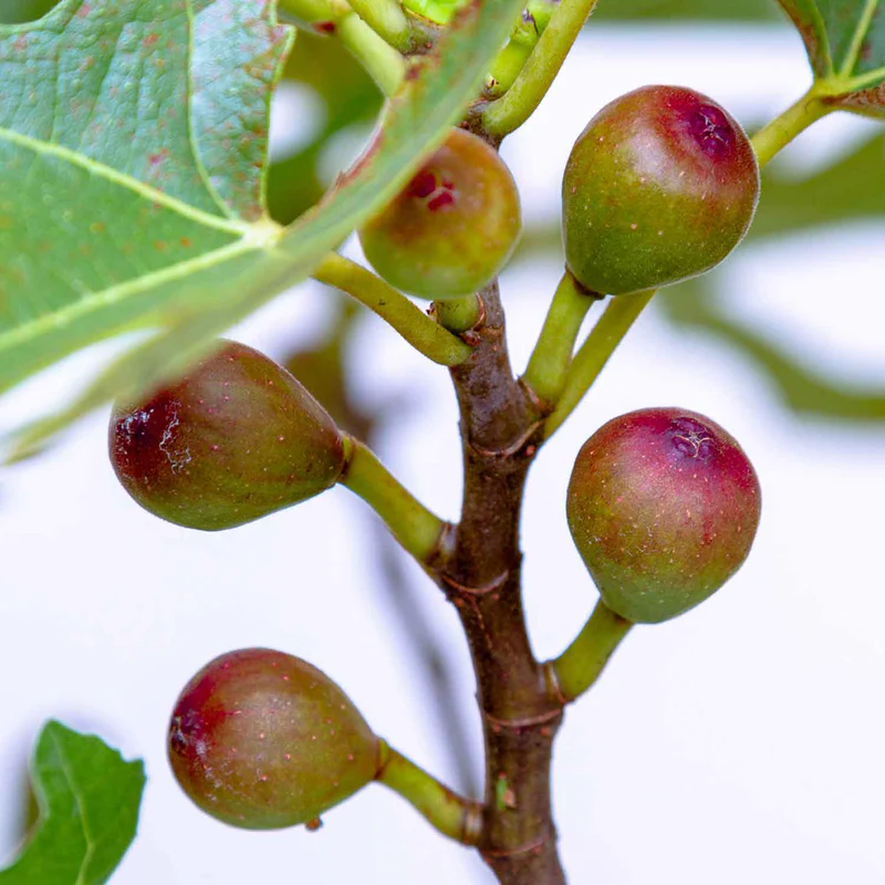smith fig tree