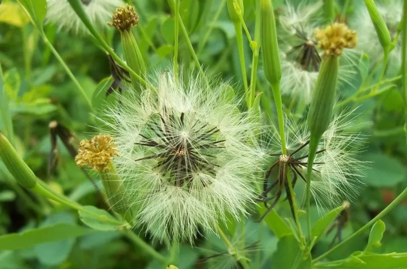 grow papalo from seeds