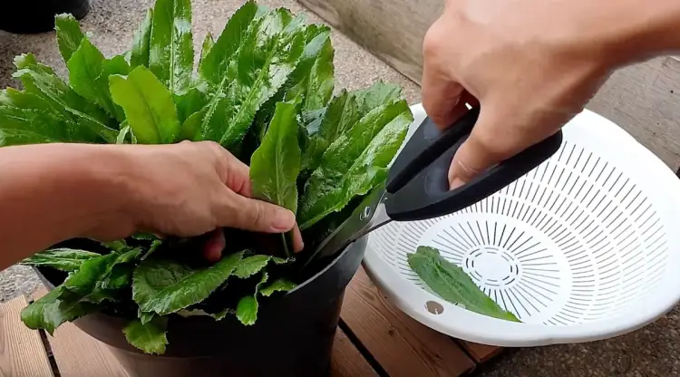 grow culantro in containers