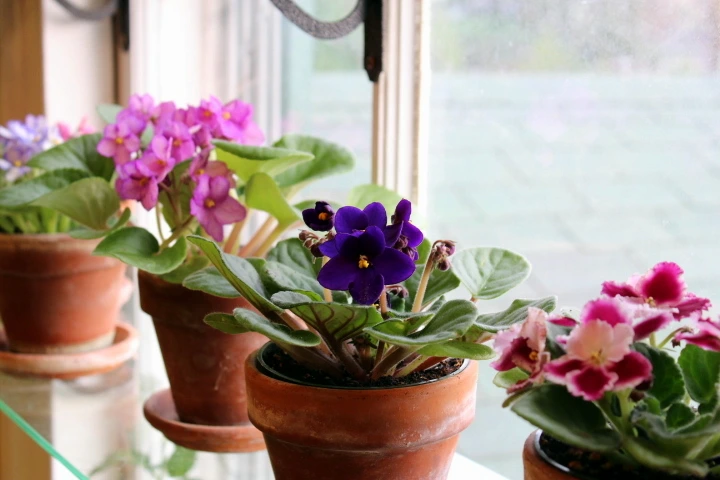 African Violet pots