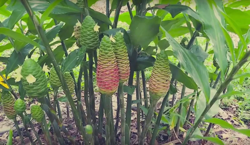 Plant shampoo ginger plants