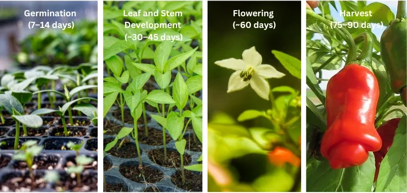 Growth Timeline of Peter Pepper Plants