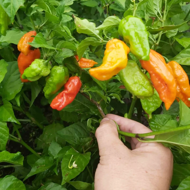 Ghost Pepper (Bhut Jolokia)
