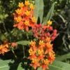 2 Milkweed Plants, Butterfly Milkweed Plants, Live Milkweed Plants, Tropical Milkweed Flower Plants Red Orange Bareroot, 4 To 7 Inches Tall