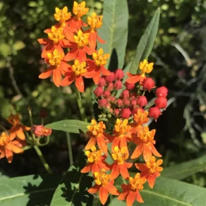 2 Milkweed Plants, Butterfly Milkweed Plants, Live Milkweed Plants, Tropical Milkweed Flower Plants Red Orange Bareroot, 4 To 7 Inches Tall