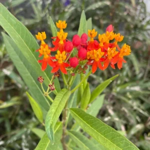 2 Milkweed Plants, Butterfly Milkweed Plants, Live Milkweed Plants, Tropical Milkweed Flower Plants Red Orange Bareroot, 4 To 7 Inches Tall