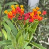 3 Milkweed, Milkweed Plants Live, Butterfly Milkweed Plants Live 4 To 6 Inches Height Rooted, Tropical Milkweed Perennial