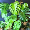 Live Monstera Plant, 5 To 8 Inches Tall Bareroot House Plant, Live House Plant, Indoor Plant
