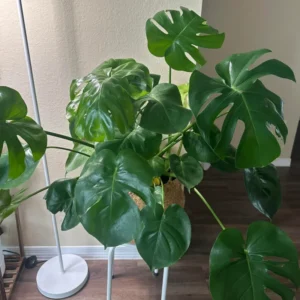 Live Monstera Plant, 5 To 8 Inches Tall Bareroot House Plant, Live House Plant, Indoor Plant