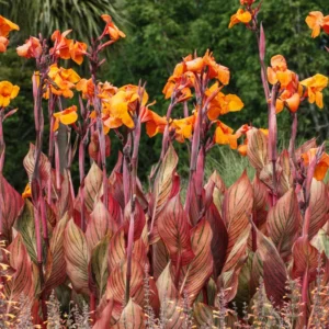 2 Canna Lilies Plants, Canna Lily Plants For Spring Planting, Mix Canna Lily Flower Plants No Pot