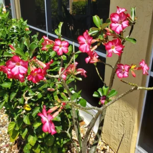 Desert Rose, Desert Rose Plant Live, Adenium Obesum Desert Rose Plant, Large Desert Rose Flower Plant 4 To 7 Inches Tall No Pot