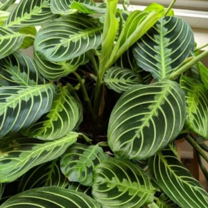 2 Prayer Plants, Prayer Plants Live House Plants, Prayer Plant Live Indoor Rooted, Prayer Plants Live House Plants