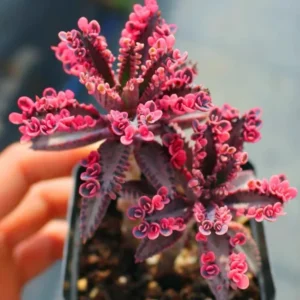 Kalanchoe Pink Butterfly Live Succulent Plant, Rare Variegated Kalanchoe Succulent for Home Decor, In 2 Inc Pot