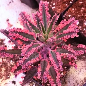 Kalanchoe Pink Butterfly Live Succulent Plant, Rare Variegated Kalanchoe Succulent for Home Decor, In 2 Inc Pot