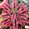 Kalanchoe Pink Butterfly, Variegated Succulent Plant Live, Kalanchoe Plant Live Rare Succulent, 2 Inc Pot