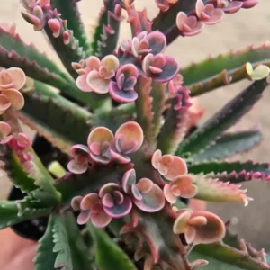 Kalanchoe Pink Butterfly, Variegated Succulent Plant Live, Kalanchoe Plant Live Rare Succulent, 2 Inc Pot