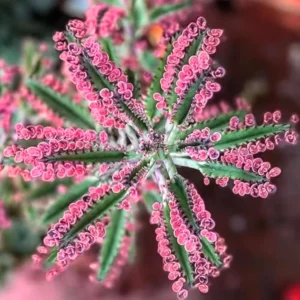 Kalanchoe Pink Butterfly, Variegated Succulent Plant Live, Kalanchoe Plant Live Rare Succulent, 2 Inc Pot