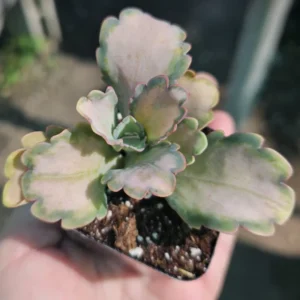 Pink Kalanchoe Plant Live Succulent, Rare Stained Glass Variegated Kalanchoe Houseplant, Succulent Live Plant, In 2