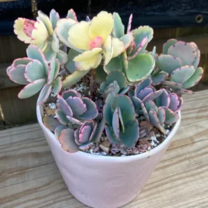 Pink Kalanchoe Plant Live Succulent, Rare Stained Glass Variegated Kalanchoe Houseplant, Succulent Live Plant, In 2
